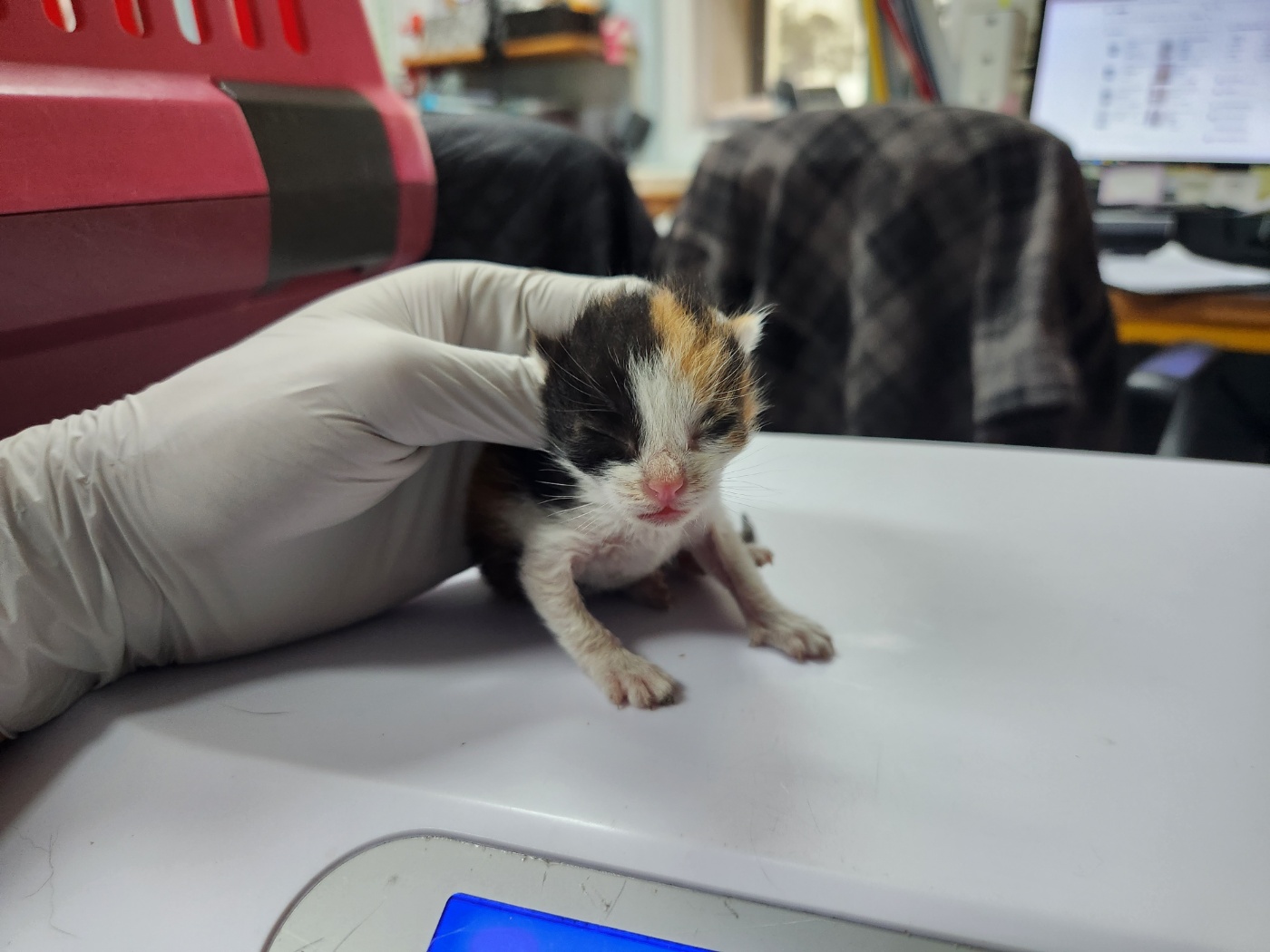 광주 동물보호소_429361202300194